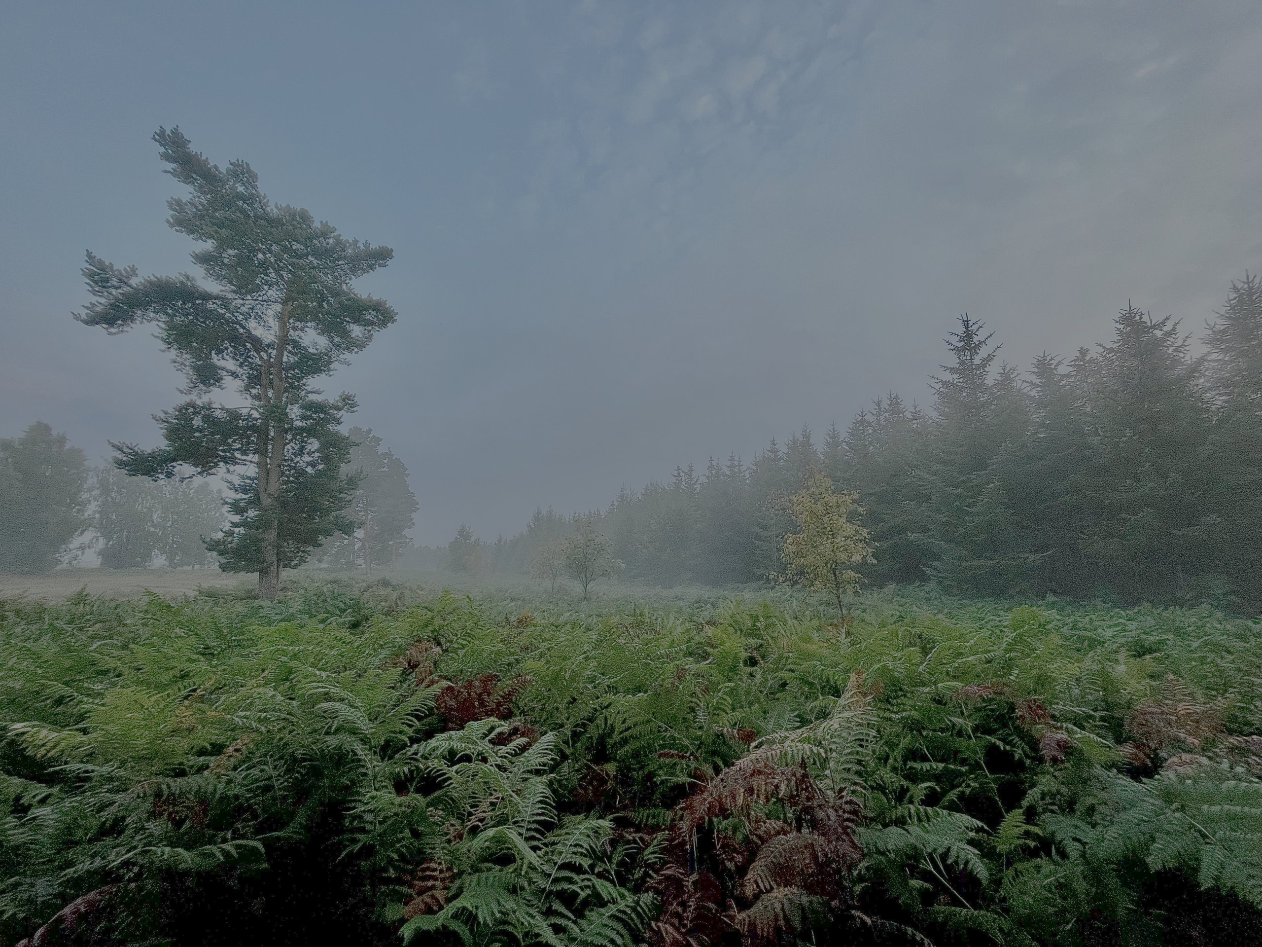 Natur på Feddet